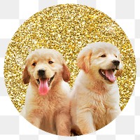 Png Golden retriever puppies badge sticker, gold glitter circle shape, transparent background