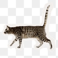 Cute cat png sticker, pet animal illustration in transparent background