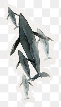 PNG whales, sea life digital sticker, collage element in transparent background