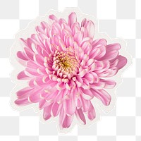 Flower object png, pink chrysanthemum cut out in transparent background