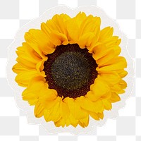 Sunflower  png collage element sticker, transparent background