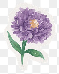 PNG flower sticker, watercolor illustration in transparent background