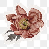 Flower png illustration sticker, vintage camellia illustration in transparent background