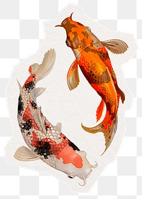 Koi fish png sticker, animal illustration cut out in transparent background