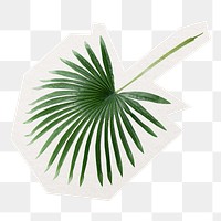 PNG tropical palm leaf sticker, collage element in transparent background