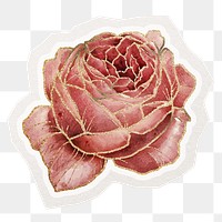 PNG cabbage rose sticker, aesthetic gold decoration in transparent background