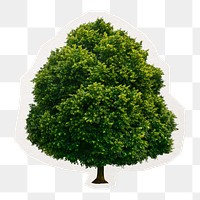 Green tree png digital sticker in transparent background