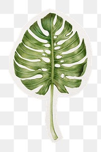 Monstera leaf png collage element, transparent background