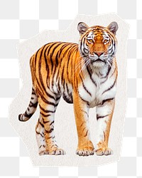 Tiger sticker png, animal illustration cut out in transparent background