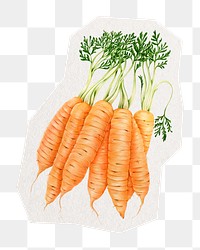 Carrot png collage element sticker, transparent background