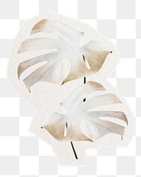 PNG aesthetic monstera sticker, transparent background