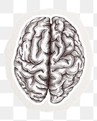 Brain illustration png sticker, collage element in transparent background