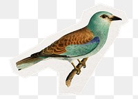 Wild bird png sticker, collage element in transparent background
