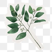 Green leaves png sticker, transparent background