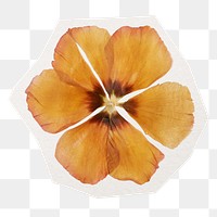 Dry flower png sticker, yellow blossom decoration in transparent background