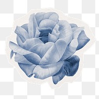 Blue rose png sticker, watercolor illustration in transparent background