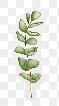 Plant branch png sticker, transparent background