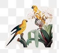 Beautiful bird png sticker, sun parakeet with botanical illustration in transparent background