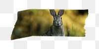 PNG rabbit washi tape, journal sticker element, transparent background