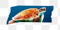 PNG sea turtle washi tape, journal sticker element, transparent background