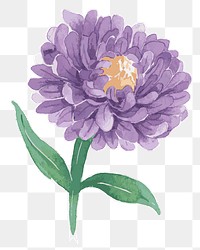 Purple aster flower transparent png | Premium PNG Sticker - rawpixel