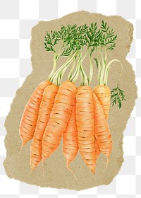 Carrots, vegetable png sticker, ripped paper, transparent background