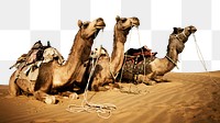 PNG Camels resting in the Thar desert, collage element, transparent background