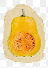 Butternut squash png sticker, ripped paper, transparent background