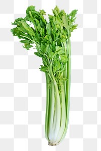 Celery png sticker, vegetable, food ingredient image on transparent background