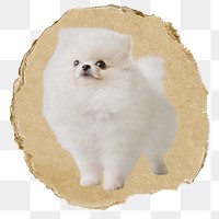 White Pomeranian png dog sticker, ripped paper, transparent background