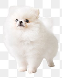  Pomeranian dog png sticker, pet animal image, transparent background
