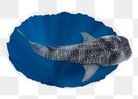 Whale shark png sticker, sea animal photo in ripped paper badge, transparent background