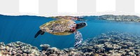 Sea turtle png border, torn paper design, transparent background