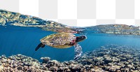 Sea turtle png border, transparent background