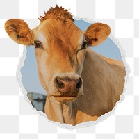 Cow png sticker, cattle animal in ripped paper badge, transparent background