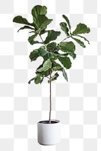 Fiddle leaf fig plant png sticker, transparent background