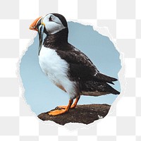 Atlantic puffin png bird sticker, animal photo in ripped paper badge, transparent background