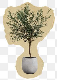 Olive tree png sticker, ripped paper, transparent background