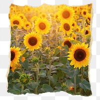 Sunflower field png Spring sticker, ripped paper, transparent background