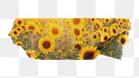 Sunflower field png Spring sticker, washi tape, transparent background