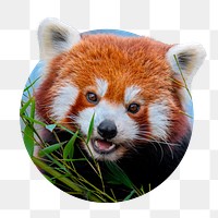 Red panda png sticker, bear photo badge, transparent background