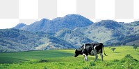 Cow in field png border, transparent background