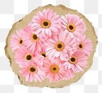 Pink daisy flowers png sticker, ripped paper, transparent background