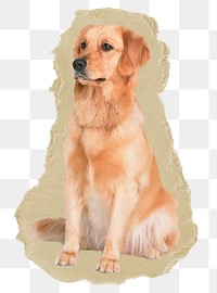 Golden Retriever dog png sticker, ripped paper, transparent background