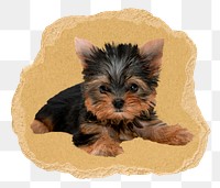 Yorkshire Terrier puppy png sticker, ripped paper, transparent background