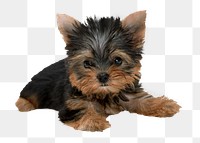 Yorkshire Terrier png puppy sticker, pet image, transparent background