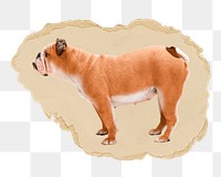 English Bulldog png sticker, ripped paper, transparent background