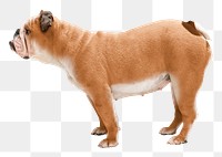 English Bulldog png sticker, pet image, transparent background