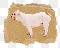 English Bulldog png sticker, ripped paper, transparent background