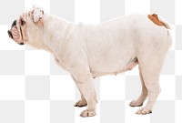 English Bulldog png sticker, pet image, transparent background